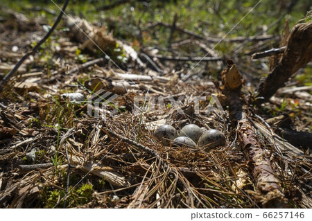 sandpiper nest in the forest on ground sandpiper nest in the forest on ground 66257146