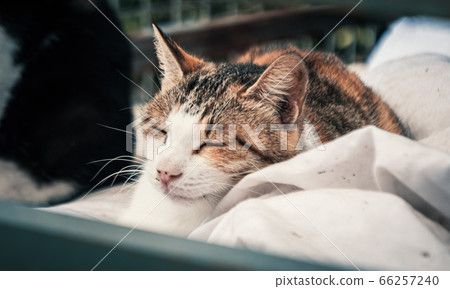 Cat pound. Close-up shot of homeless stray cat Cat pound. Close-up shot of homeless stray cat 66257240