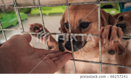 Close-up of male hand petting stray dog in pet Close-up of male hand petting stray dog in pet 66257241