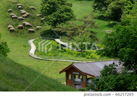 綿羊牧場，藍色草原，大關嶺，景觀，旅行 66257265