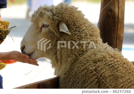 Sheep Ranch, Blue Grassland, Daegwallyeong, Landscape, Travel Sheep Ranch, Blue Grassland, Daegwallyeong, Landscape, Travel 66257268