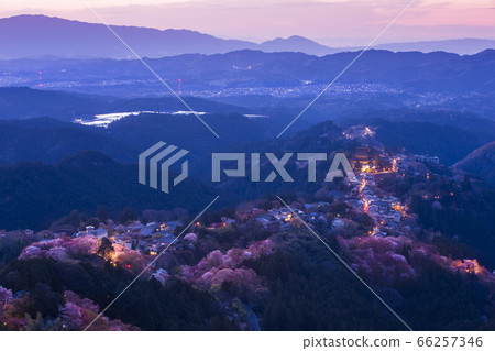 Senbonzakura of Yoshino-san Senbonzakura of Yoshino-san 66257346