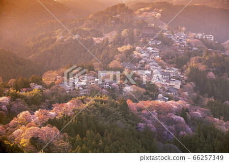 Senbonzakura of Yoshino-san Senbonzakura of Yoshino-san 66257349