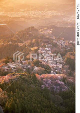吉野山的Senbonzakura 吉野山的Senbonzakura 66257350