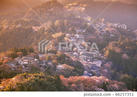 吉野山的Senbonzakura 66257351