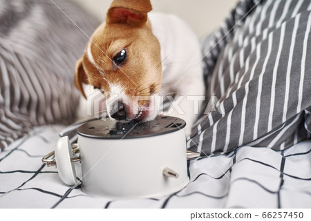 Jack russell terrier dog nibbles vintage alarm 66257450