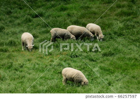 Sheep Ranch, Blue Grassland, Daegwallyeong, Landscape, Travel 66257597