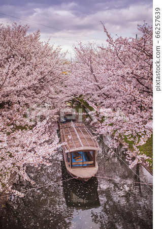 Fushimi Jyusenbune no Sakura Fushimi Jyusenbune no Sakura 66257639