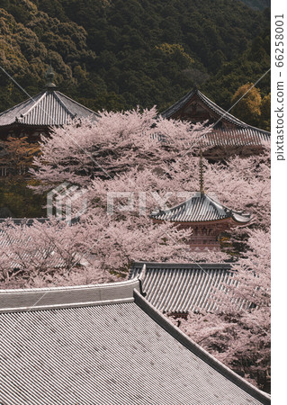 The Great Buddha of the cherry blossoms 66258001