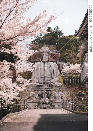 The Great Buddha of the cherry blossoms 66258003