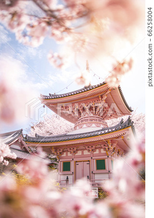 The Great Buddha of the cherry blossoms 66258004