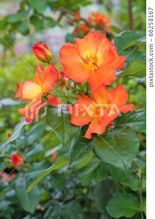 Rose Rose (Playboy) 66258167