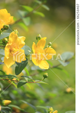 金士白的花蕾 金士白的花蕾 66258407
