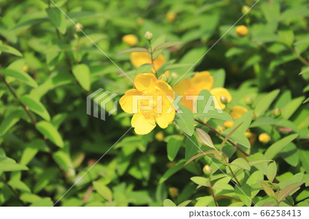 Flowers and buds of Kinshibai Flowers and buds of Kinshibai 66258413