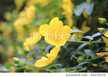 金士白的花蕾 66258416