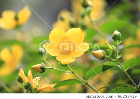 金士白的花蕾 66258419