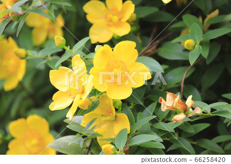 Flowers and buds of Kinshibai Flowers and buds of Kinshibai 66258420