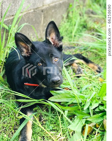 Shepherd kid Shepherd kid 66258690