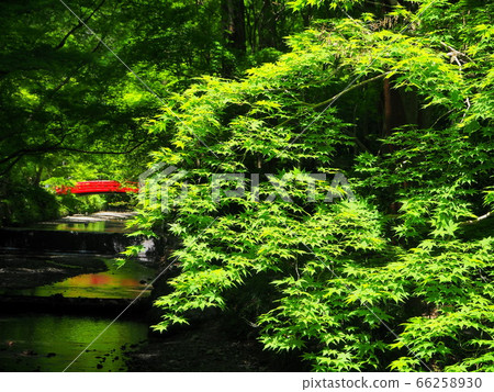 Oguni Shrine, Shizuoka Prefecture Fresh green landscape (May) 66258930