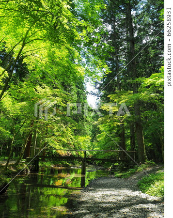 靜岡縣小國神社綠色景觀清新（5月） 66258931