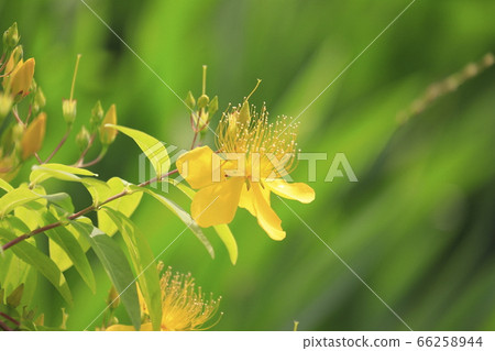 美柳盛開 美柳盛開 66258944