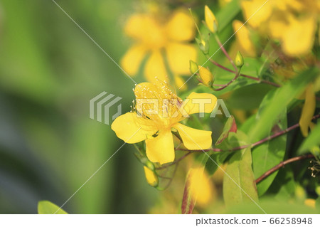 Beauty willow in full bloom 66258948