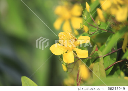 美柳盛開 66258949