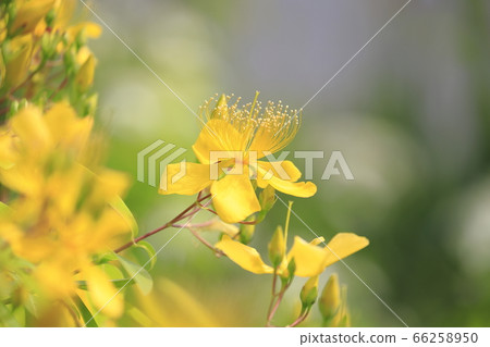 美柳盛開 66258950