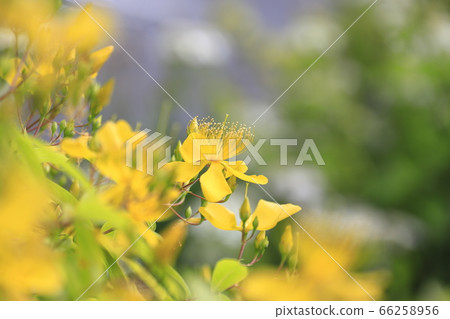 美柳盛開 美柳盛開 66258956