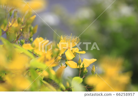 美柳盛開 66258957