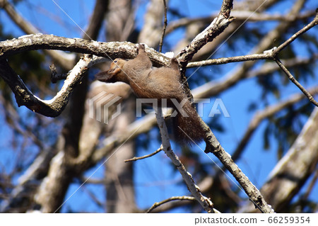 Ezoris and blue sky licking a tree 66259354