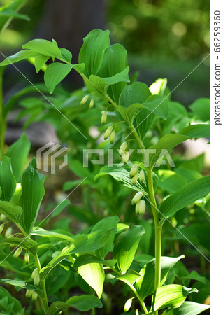Solomon's-seal flower 66259360
