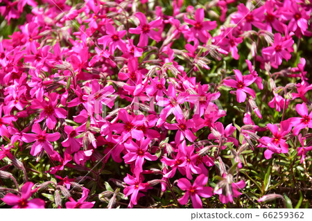 多彩芝櫻的特寫 多彩芝櫻的特寫 66259362