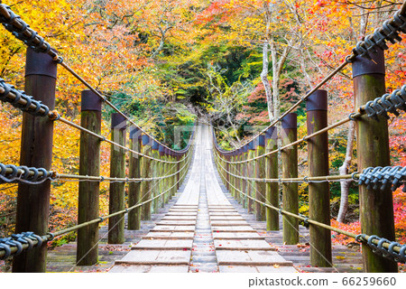Autumn, Shiomidaki suspension bridge and autumnal scenery in Hananuki Valley (Takahagi City, Ibaraki Prefecture) November 2019 66259660