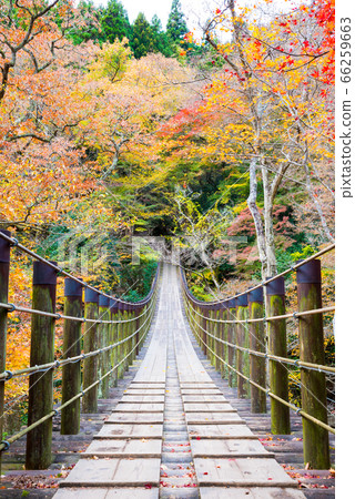 Autumn, Shiomidaki suspension bridge and autumnal scenery in Hananuki Valley (Takahagi City, Ibaraki Prefecture) November 2019 66259663