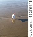 Seaside bird 66259941