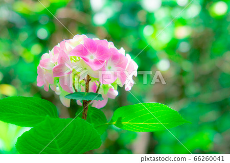 hydrangea   66260041