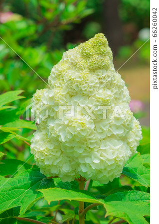 hydrangea   66260042