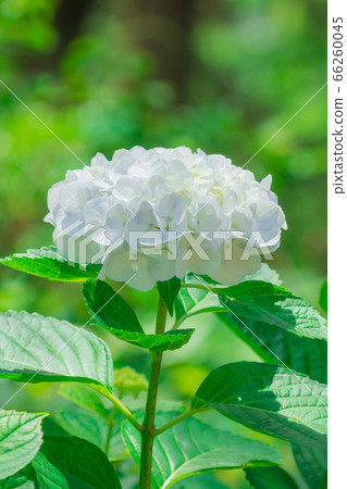 繡球 繡球 66260045