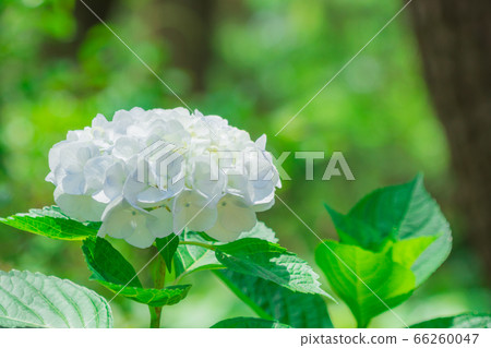hydrangea   66260047