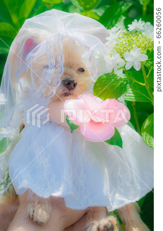 Wedding dress  66260056