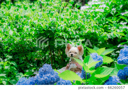 Hydrangea and dog Hydrangea and dog 66260057