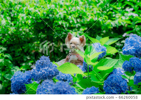 Hydrangea and dog 66260058