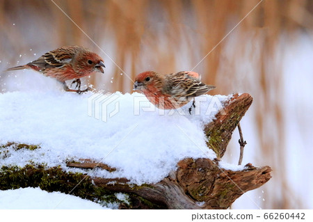 Yang Jin-i, bird, migratory bird, eye, endangered species, 66260442