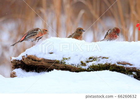 Yang Jin-i, bird, migratory bird, eye, endangered species, 66260632