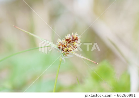 Poa rose Poa rose 66260991