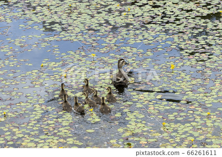 Karmala父親和兒子 66261611