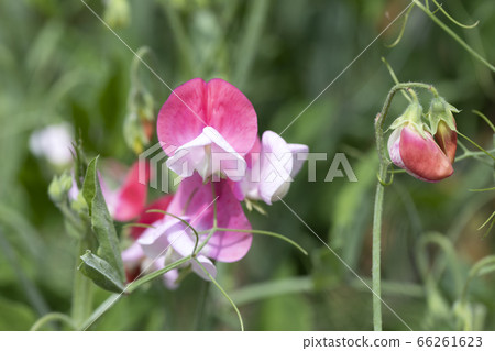 香豌豆 香豌豆 66261623