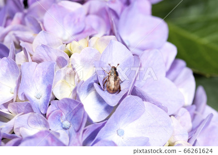 Semadarakogane 66261624