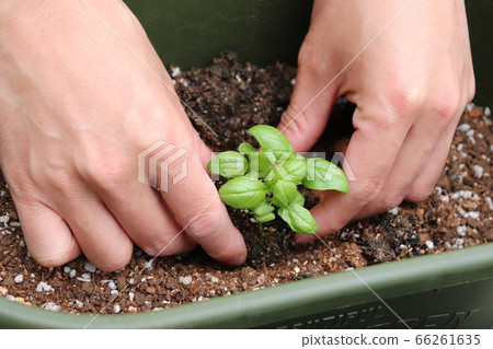 Basil kitchen garden 66261635